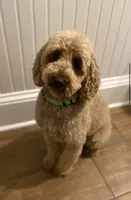 Cockapoo Girl #1, a female Cockapoo for sale in Charlotte, NC – Photo 9 of 10