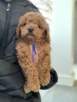 processed/5f876b8d-ea12-42eb-a338-d8adb55abeeb/listing/c6f0df59-247e-46b9-8e29-8d7b5fa04d28/b27abf16-d448-43a2-90cd-8a0c24f342bd