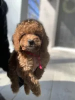 Cockapoo Girl #1, a female Cockapoo for sale in Charlotte, NC – Photo 2 of 10