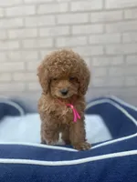 Cockapoo Girl #1, a female Cockapoo for sale in Charlotte, NC – Photo 1 of 10
