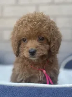 Cockapoo Girl #1, a female Cockapoo for sale in Charlotte, NC – Photo 5 of 10