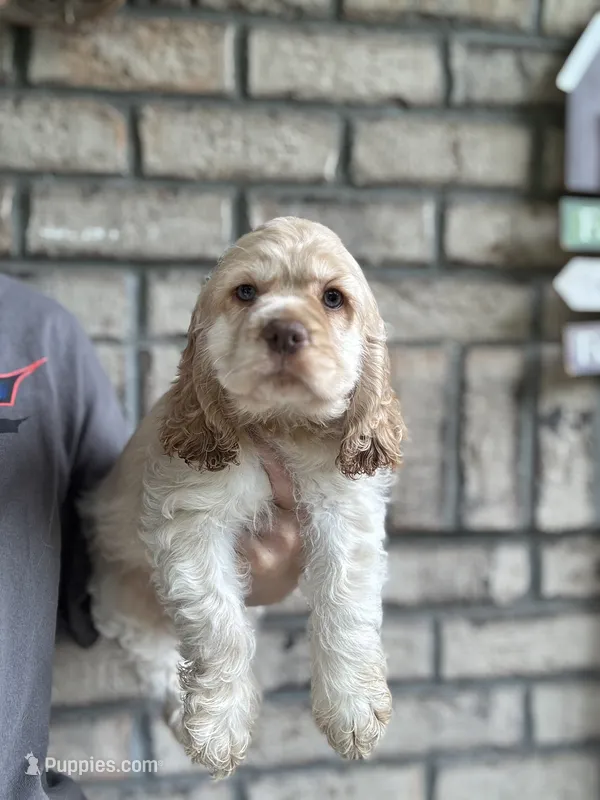 American Cocker Girl #2 – Cocker Spaniel puppy for sale in Charlotte, NC
