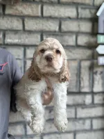 American Cocker Girl #2, a female Cocker Spaniel for sale in Charlotte, NC – 1 of 4