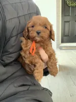 Cockapoo #2, a male Cockapoo for sale in Charlotte, NC – Photo 2 of 7