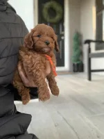 Cockapoo #2, a male Cockapoo for sale in Charlotte, NC – Photo 3 of 7
