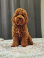 Cockapoo #2, a male Cockapoo for sale in Charlotte, NC – Photo 5 of 7