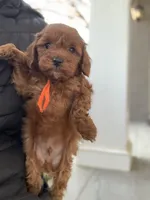 Cockapoo #2, a male Cockapoo for sale in Charlotte, NC – Photo 4 of 7