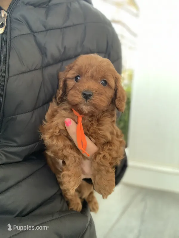 Cockapoo #2
