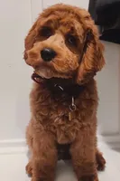 Cockapoo #2, a male Cockapoo for sale in Charlotte, NC – Photo 7 of 7