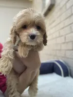 Puppy #2, a female Cockapoo for sale in Charlotte, NC – Photo 1 of 10