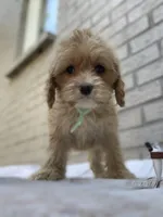 Puppy #2, a female Cockapoo for sale in Charlotte, NC – Photo 3 of 10