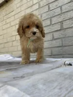 Puppy #2, a female Cockapoo for sale in Charlotte, NC – Photo 6 of 10