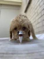 Puppy #2, a female Cockapoo for sale in Charlotte, NC – Photo 5 of 10