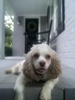 Puppy #2, a female Cockapoo for sale in Charlotte, NC – Photo 10 of 10