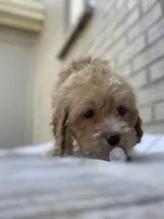 Puppy #2, a female Cockapoo for sale in Charlotte, NC – Photo 4 of 10