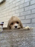 Puppy #2, a female Cockapoo for sale in Charlotte, NC – Photo 8 of 10