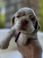 American Cocker Spaniel Girl, a female Cocker Spaniel for sale in Charlotte, NC – 1 of 7