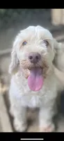 Green Collar , a male Cockapoo for sale in Charlotte, NC – 9 of 10