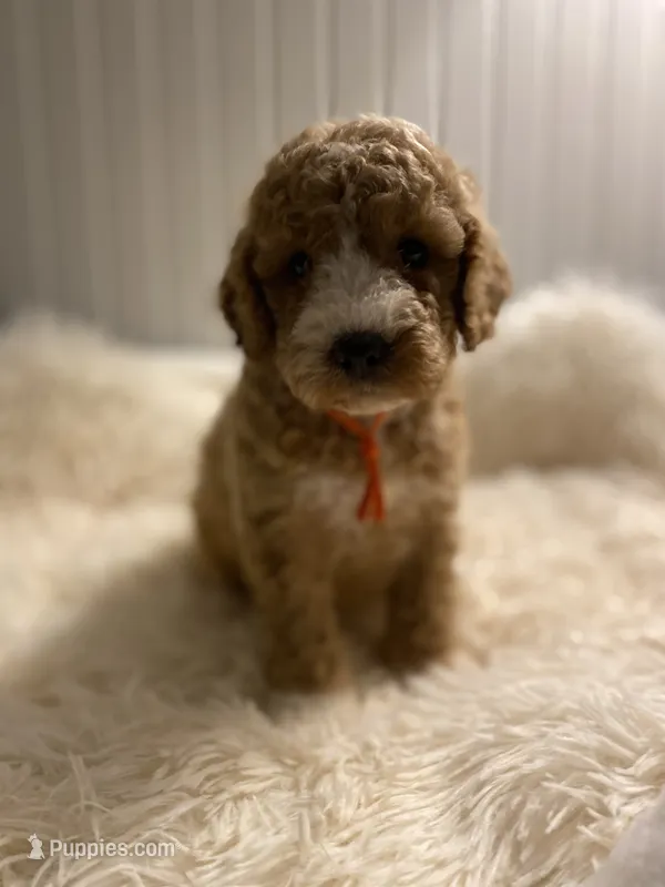 Orange Collard Boy – Cockapoo puppy for sale in Charlotte, NC