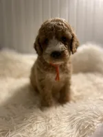 Orange Collard Boy, a male Cockapoo for sale in Charlotte, NC – 1 of 10