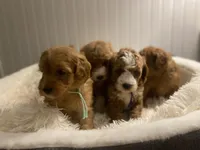 Purple Collar , a female Cockapoo for sale in Charlotte, NC – 7 of 10