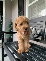 Cockapoo Girl, a female Cockapoo for sale in Charlotte, NC – 4 of 7