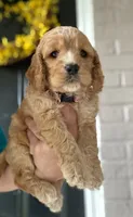 Pink collard Girl #2, a female Cockapoo for sale in Charlotte, NC – 6 of 6