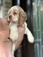 AKC American Cocker Spaniel Girl #2, a female Cocker Spaniel for sale in Charlotte, NC – 4 of 6
