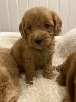 Green Collar , a male Cockapoo for sale in Charlotte, NC – 6 of 10