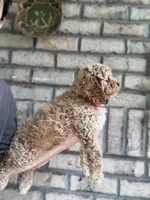 Cockapoo Boy#2, a male Cockapoo for sale in Charlotte, NC – 6 of 8