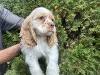 American Cocker Spaniel Boy #2, a male Cocker Spaniel for sale in Charlotte, NC – 1 of 3