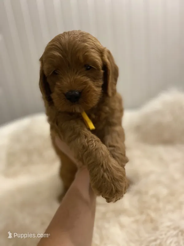 Yellow collard  – Cockapoo puppy for sale in Charlotte, NC