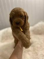 Yellow collard , a male Cockapoo for sale in Charlotte, NC – 4 of 10