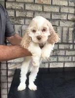 American Cocker Spaniel Boy #1, a male Cocker Spaniel for sale in Charlotte, NC – 2 of 2