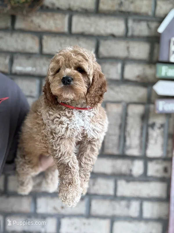 Cockapoo Boy#2 – Cockapoo puppy for sale in Charlotte, NC