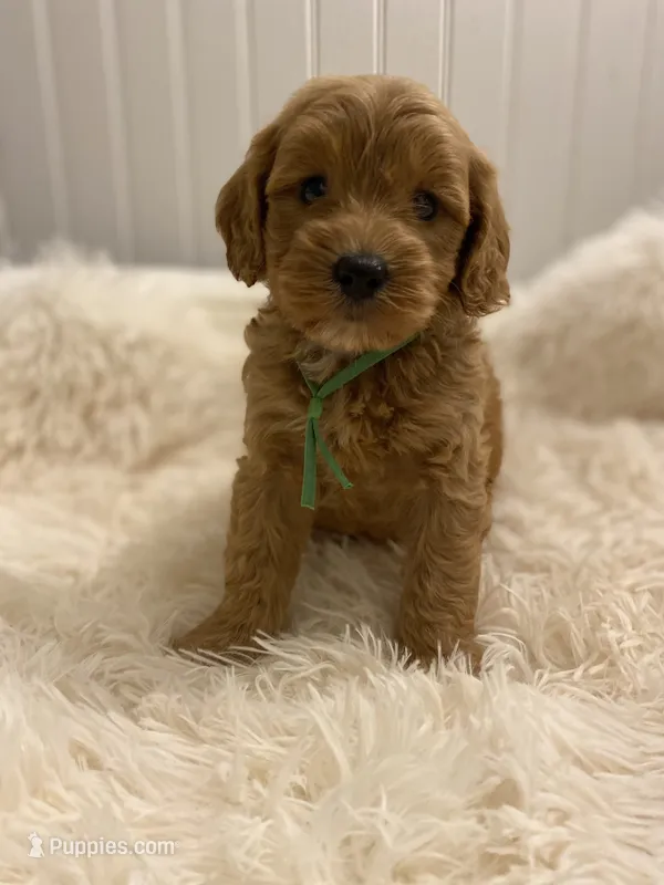 Green Collar  – Cockapoo puppy for sale in Charlotte, NC