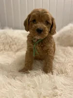 Green Collar , a male Cockapoo for sale in Charlotte, NC – 1 of 10