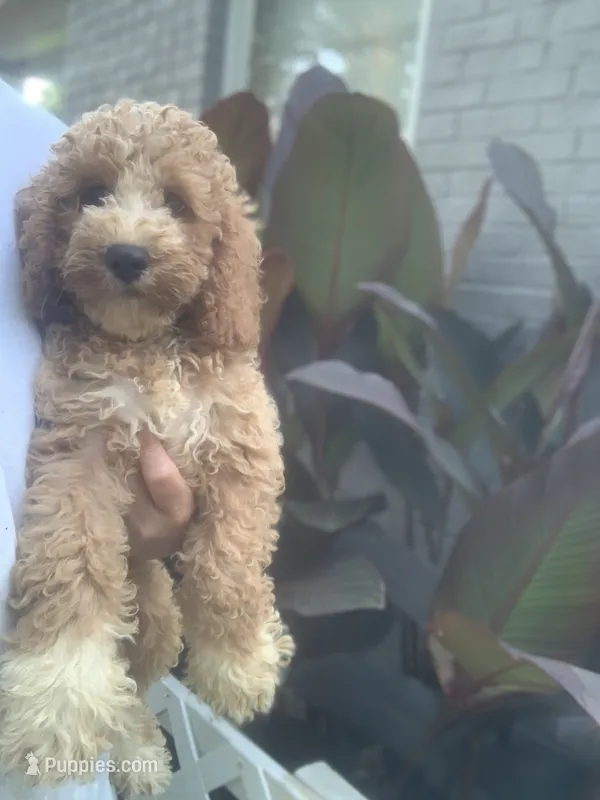 Orange Collard Boy – Cockapoo puppy for sale in Charlotte, NC