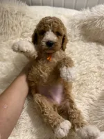 Orange collard , a male Cockapoo for sale in Charlotte, NC – 8 of 10