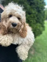 Cockapoo Boy, a female Cockapoo for sale in Charlotte, NC – 6 of 8