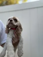 AKC American Cocker Spaniel Girl#1, a female Cocker Spaniel for sale in Charlotte, NC – 4 of 5