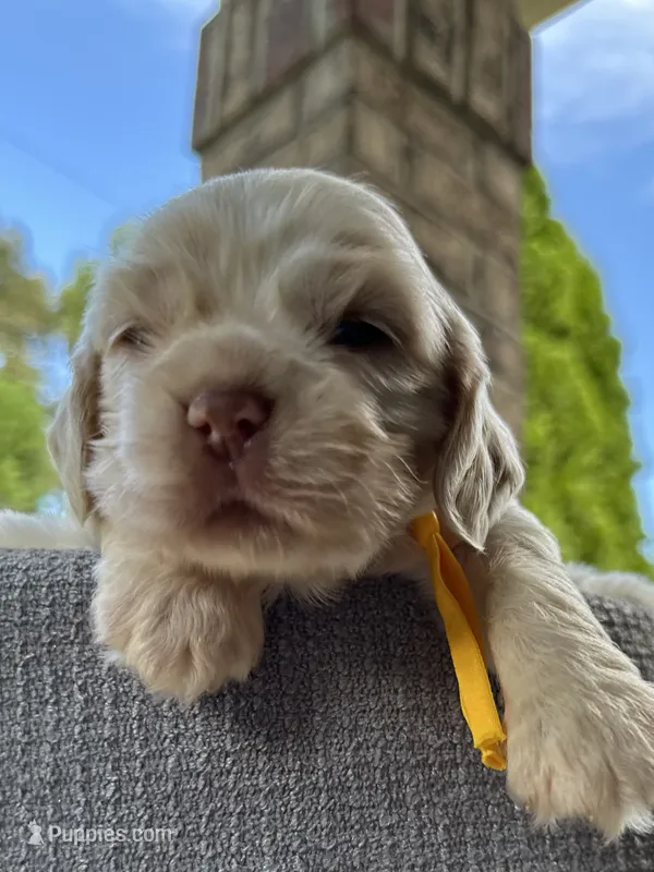 AKC American Cocker Spaniel Boy #2 – Cocker Spaniel puppy for sale in Charlotte, NC