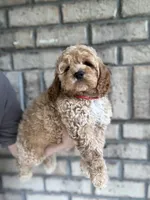 Cockapoo Boy#2, a male Cockapoo for sale in Charlotte, NC – 2 of 8