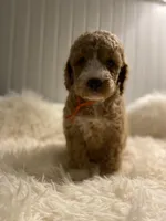 Orange collard , a male Cockapoo for sale in Charlotte, NC – 2 of 10