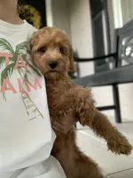Cockapoo Girl, a female Cockapoo for sale in Charlotte, NC – 3 of 7