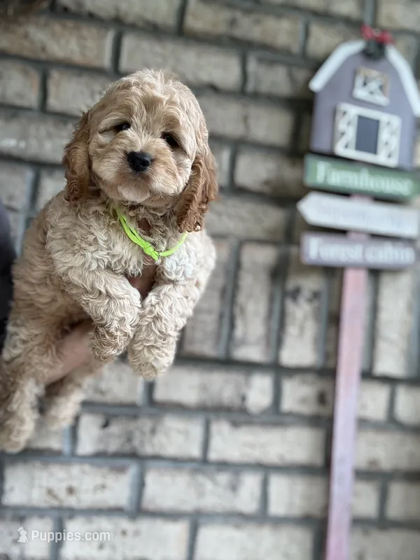 Cockapoo Boy #3 – Cockapoo puppy for sale in Charlotte, NC