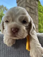 AKC American Cocker Spaniel Boy #2, a male Cocker Spaniel for sale in Charlotte, NC – 4 of 8