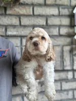 American Cocker Girl #2, a female Cocker Spaniel for sale in Charlotte, NC – 4 of 4