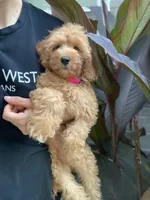 Cockapoo Girl#2, a female Cockapoo for sale in Charlotte, NC – 4 of 6