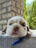 AKC American Cocker Spaniel Boy #3, a male Cocker Spaniel for sale in Charlotte, NC – 3 of 8